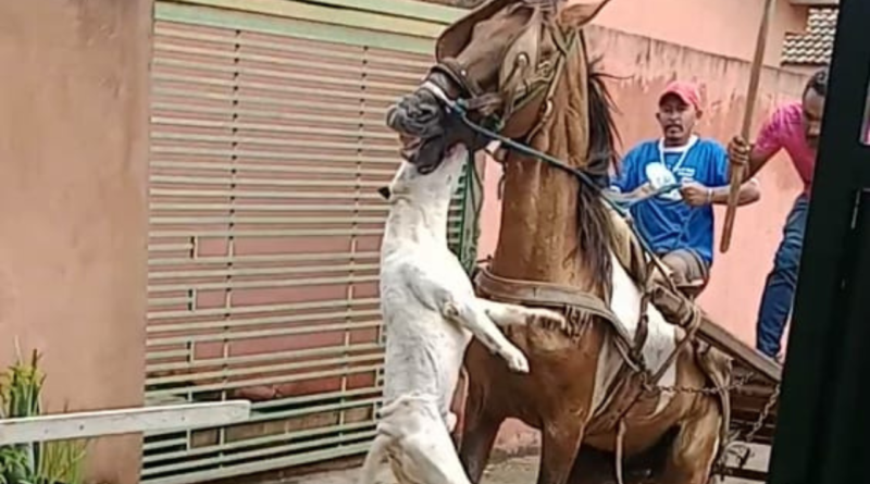 Cavalo é atacado por cachorro em condomínio de Águas Lindas