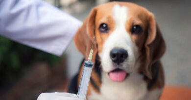 Cidade Ocidental e Valparaíso de Goiás promovem o Dia D Vacinação Antirrábica canina e felina