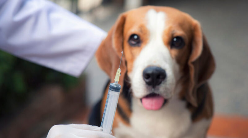 Cidade Ocidental e Valparaíso de Goiás promovem o Dia D Vacinação Antirrábica canina e felina