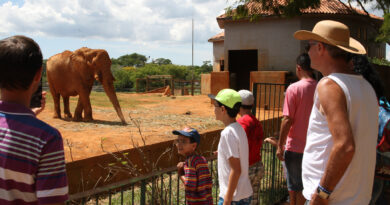 Férias escolares: Zoológico de Brasília abrirá todos os dias em janeiro