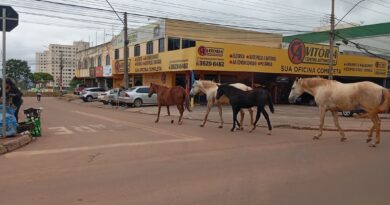 Cavalos soltos em Valparaíso geram transtornos e ameaças a funcionários da Zoonoses