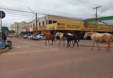 Cavalos soltos em Valparaíso geram transtornos e ameaças a funcionários da Zoonoses