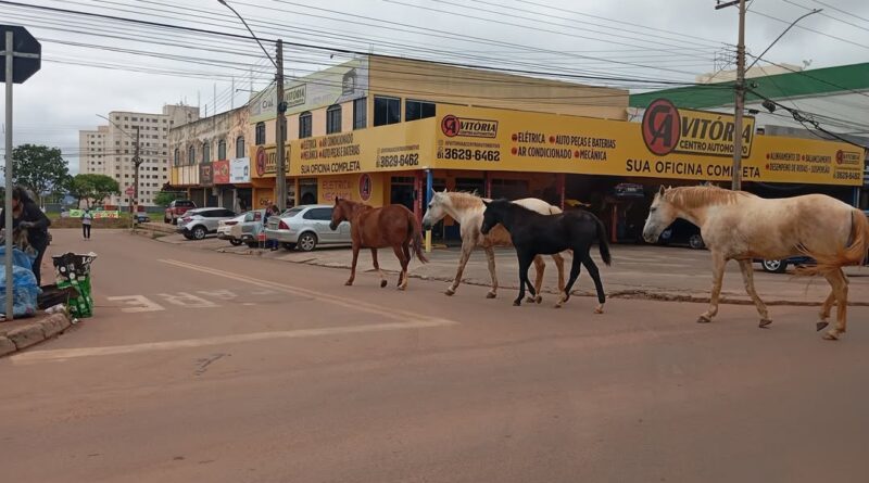 Cavalos soltos em Valparaíso geram transtornos e ameaças a funcionários da Zoonoses