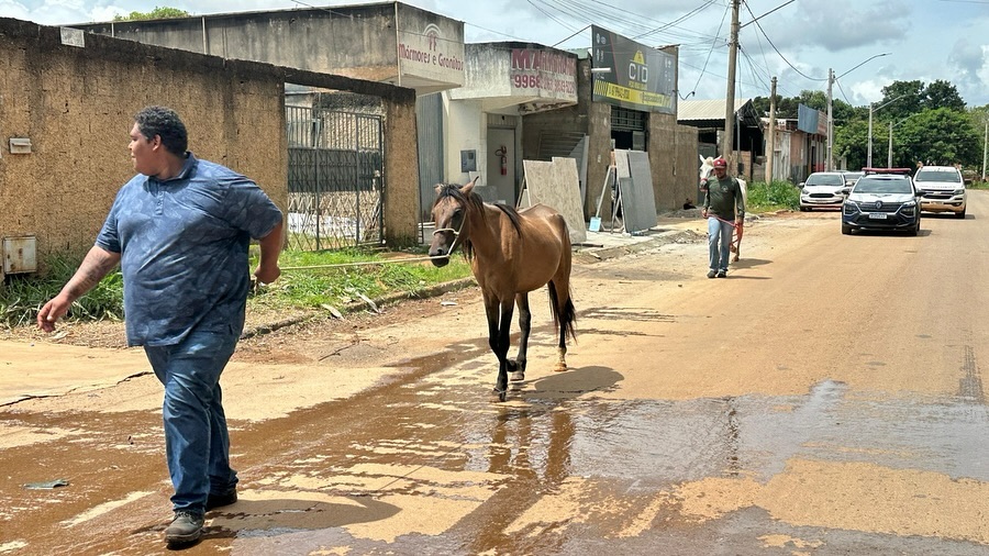 Prefeitura realiza operação para retirada de animais de grande porte das ruas de Cidade Ocidental