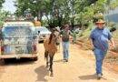 Prefeitura realiza operação para retirada de animais de grande porte das ruas de Cidade Ocidental