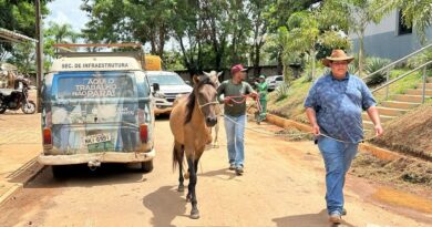 Prefeitura realiza operação para retirada de animais de grande porte das ruas de Cidade Ocidental