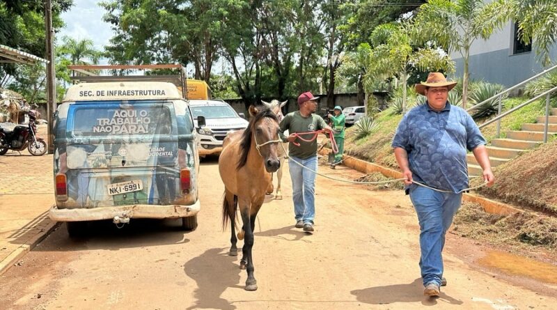 Prefeitura realiza operação para retirada de animais de grande porte das ruas de Cidade Ocidental