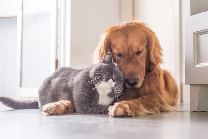 cão e gato