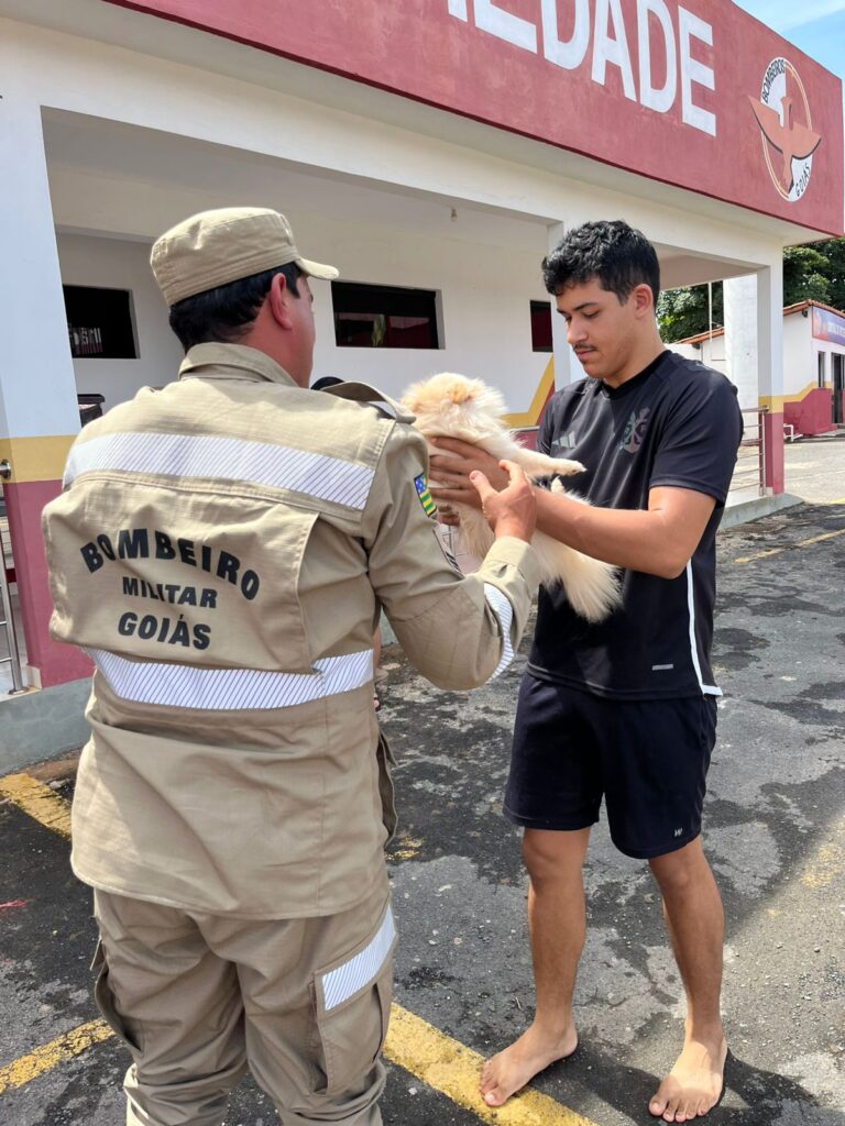 cachorro resgatado