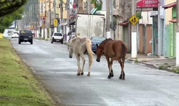 Valparaíso de Goiás reforçar medidas para controlar animais de grande porte nas vias públicas