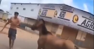 Cavalo é brutamente agredido com pedaço de madeira em Novo Gama