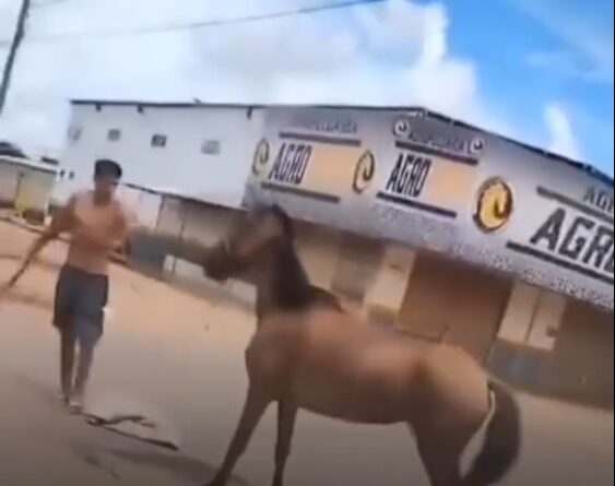 Cavalo é brutamente agredido com pedaço de madeira em Novo Gama