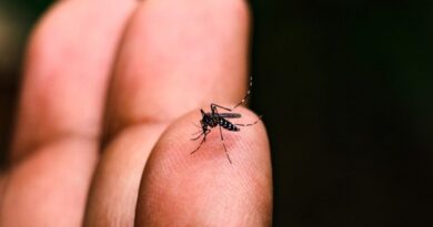 mosquito da dengue