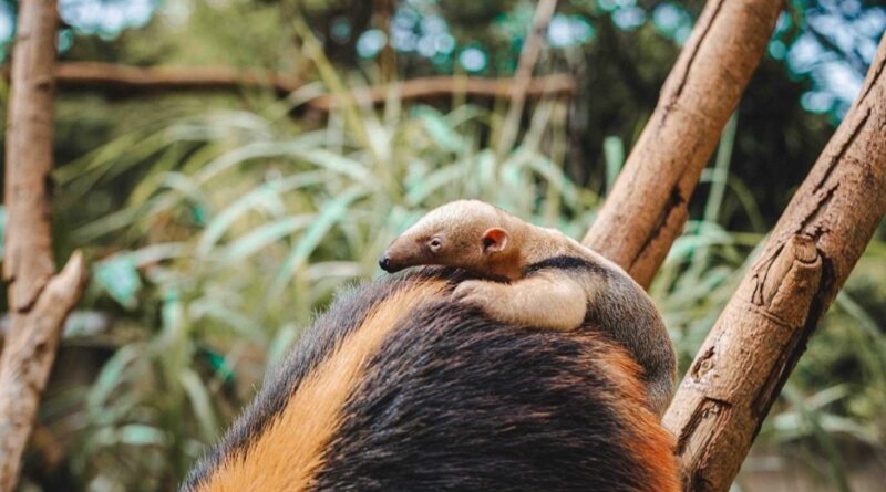 Filhote de tamanduá-mirim fica nas costas da mãe até adquirir independência | Foto: Divulgação/Jardim Zoológico de Brasília