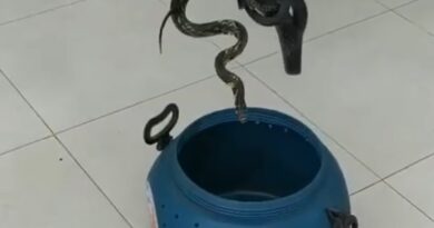 cobra caninana
