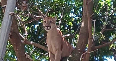 Onça-parda aparece em árvore próxima a residências no Novo Gama