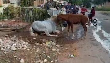 Égua é resgatada após cair em fossa séptica em Cidade Ocidental