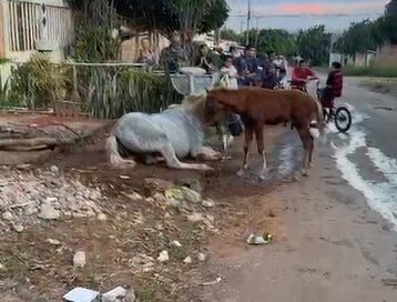 Égua é resgatada após cair em fossa séptica em Cidade Ocidental