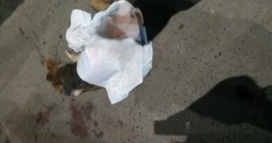 Cachorro morre após ser atropelado por ônibus em Cidade Ocidental Cachorro morre após ser atropelado por ônibus em Cidade Ocidental