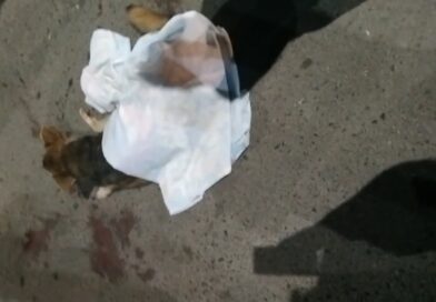 Cachorro morre após ser atropelado por ônibus em Cidade Ocidental Cachorro morre após ser atropelado por ônibus em Cidade Ocidental