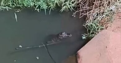 Jacaré é flagrado no Lago Jacob, em Cidade Ocidental