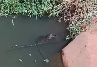 Jacaré é flagrado no Lago Jacob, em Cidade Ocidental