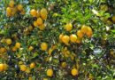 Agrodefesa identifica praga de citros em Cidade Ocidental