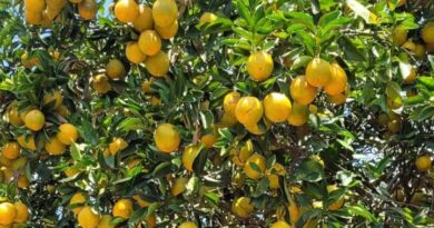 Agrodefesa identifica praga de citros em Cidade Ocidental