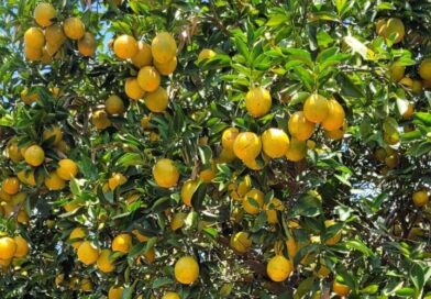 Agrodefesa identifica praga de citros em Cidade Ocidental