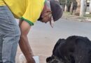 Morador de Cidade Ocidental acorda às 4h da manhã para alimentar mais de 100 cães de rua