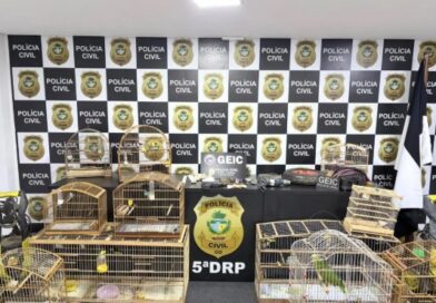 Homem é preso por tráfico de drogas e crime ambiental em Cidade Ocidental Homem é preso por tráfico de drogas e crime ambiental em Cidade Ocidental