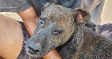 Vídeo: Mulher é presa após atear fogo em barraco com cachorro dentro no DF