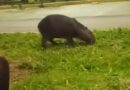 Mais uma preciosidade do Lago Jacob: capivara é flagrada fazendo lanche na orla, em Cidade Ocidental Mais uma preciosidade do Lago Jacob: capivara é flagrada fazendo lanche na orla, em Cidade Ocidental
