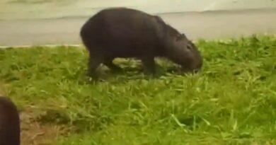 Mais uma preciosidade do Lago Jacob: capivara é flagrada fazendo lanche na orla, em Cidade Ocidental Mais uma preciosidade do Lago Jacob: capivara é flagrada fazendo lanche na orla, em Cidade Ocidental