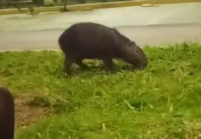 Mais uma preciosidade do Lago Jacob: capivara é flagrada fazendo lanche na orla, em Cidade Ocidental Mais uma preciosidade do Lago Jacob: capivara é flagrada fazendo lanche na orla, em Cidade Ocidental