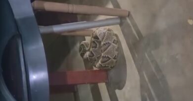Cascavel é resgata em casa de Valparaíso de Goiás, vídeo Cascavel é resgata em casa de Valparaíso de Goiás, vídeo