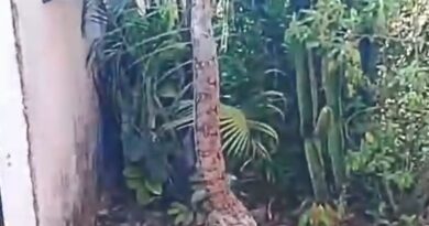Bombeiros resgatam jiboia de aproximadamente 1,2 metro em jardim de residência em Luziânia Bombeiros resgatam jiboia de aproximadamente 1,2 metro em jardim de residência em Luziânia