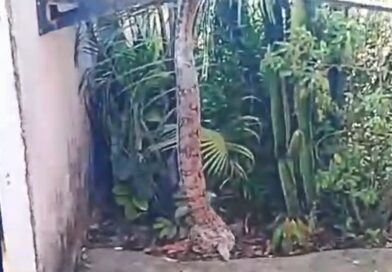 Bombeiros resgatam jiboia de aproximadamente 1,2 metro em jardim de residência em Luziânia Bombeiros resgatam jiboia de aproximadamente 1,2 metro em jardim de residência em Luziânia